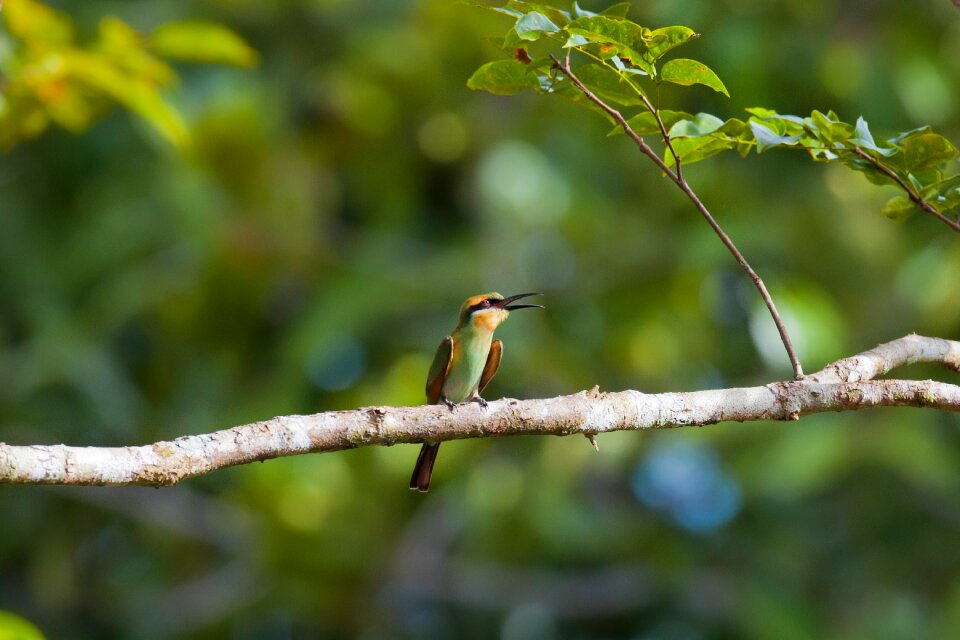 Bee-dome halmahera islands indonesia