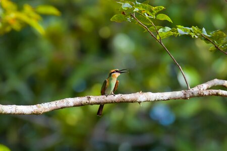Bee-dome halmahera islands indonesia