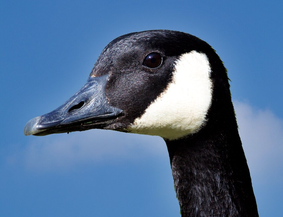 Water bird pond close up