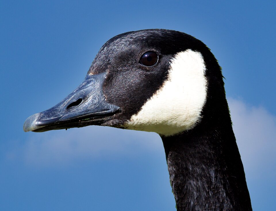 Water bird pond close up photo