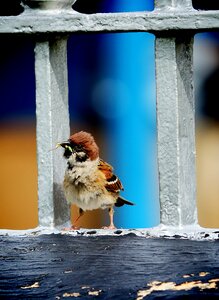 Sparrow a living eat the caterpillar