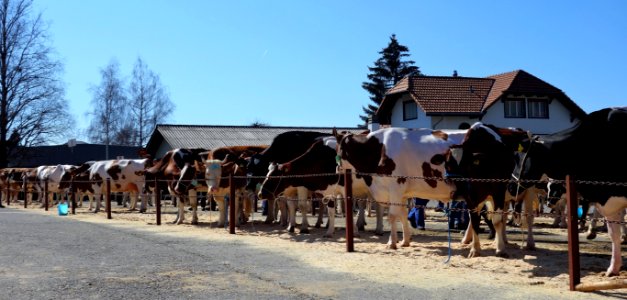 DSC00605 