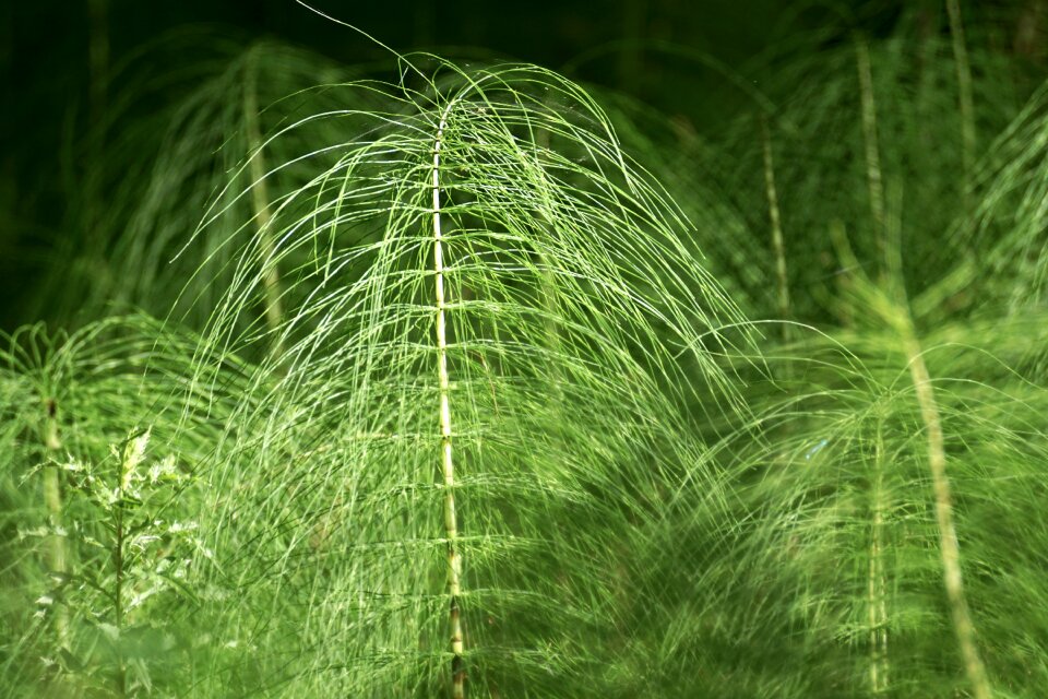 Green forest rush-like