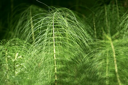 Green forest rush-like