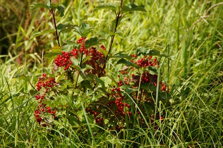 Nature nature reserve landscape