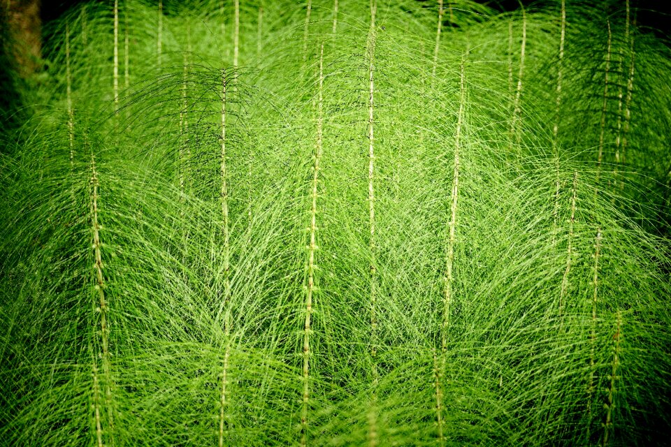 Green forest rush-like