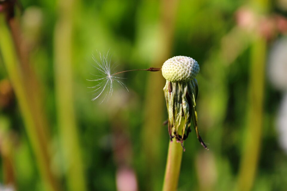 Grass spring sunny