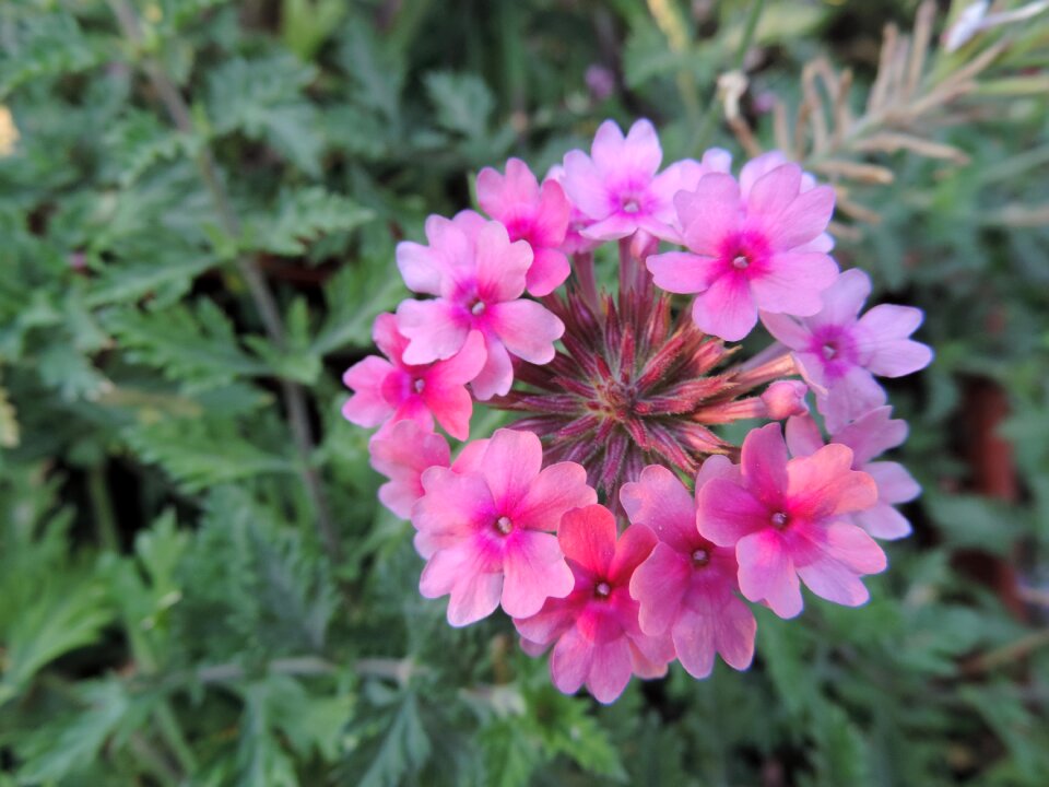 Floral flower garden plant