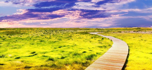 Nature summer outdoor