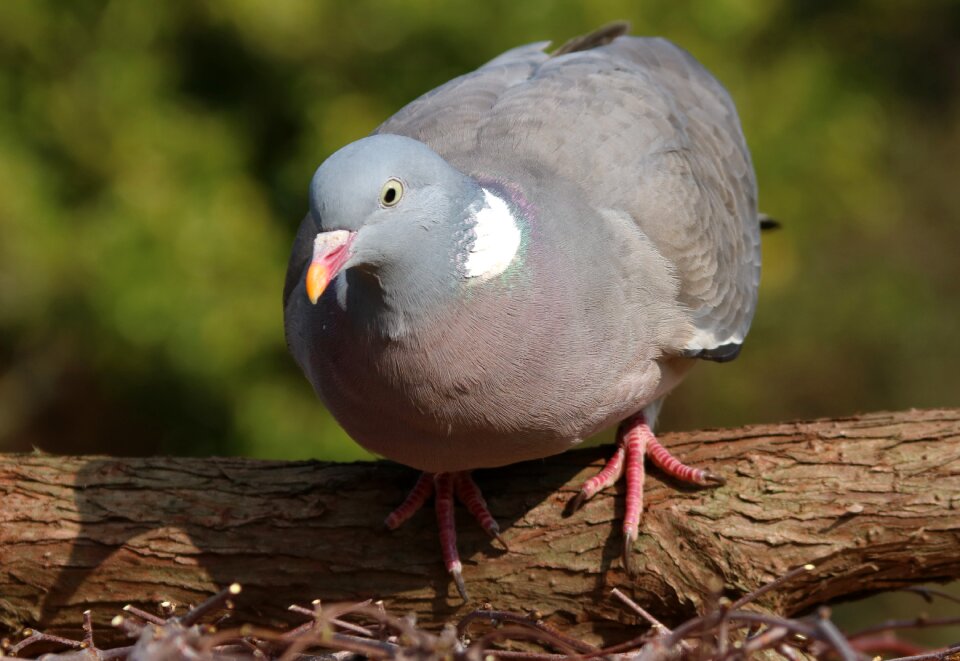 Bird uk sitting photo