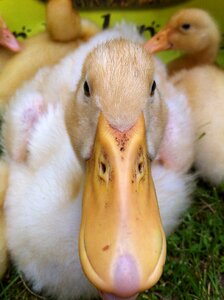 Duckling white nature