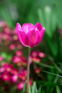 Spring flower pink flower blossom