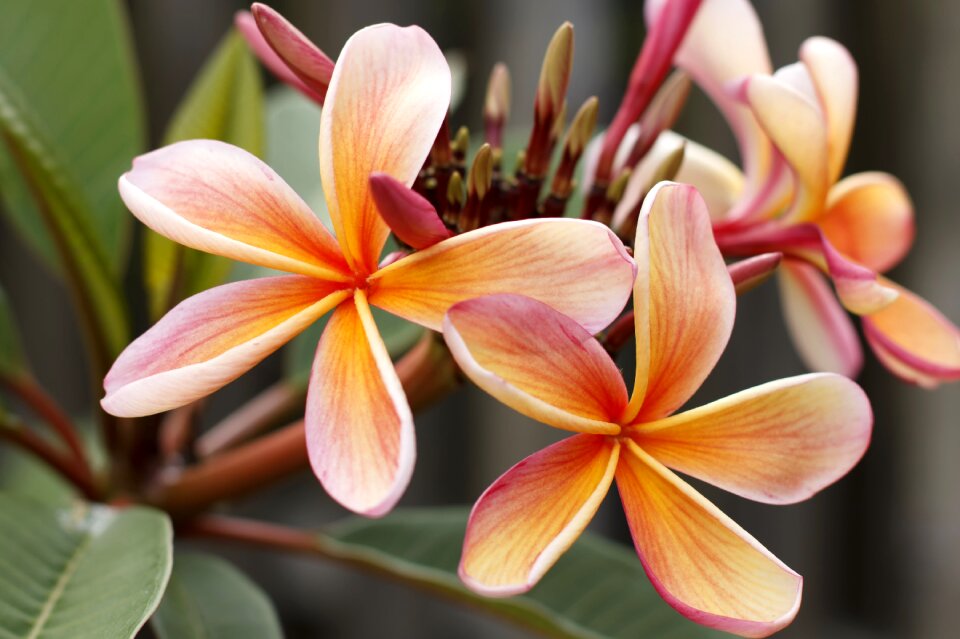 Island blooming tropics