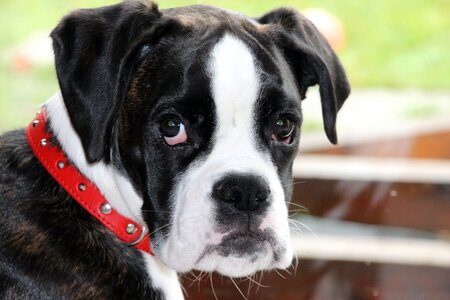 Black and white dog look cute photo