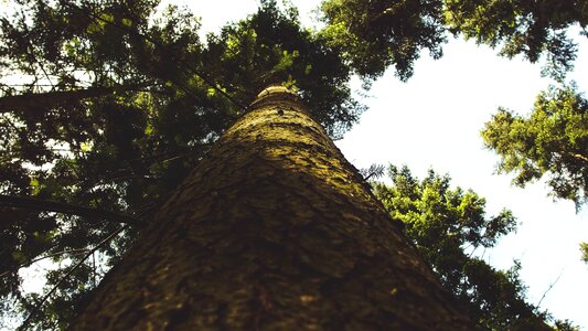 Nature park tree