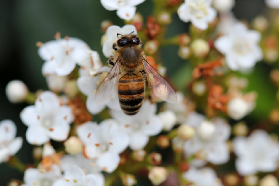 Macro summer nature