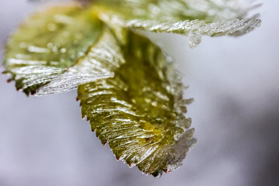 Nature winter plant