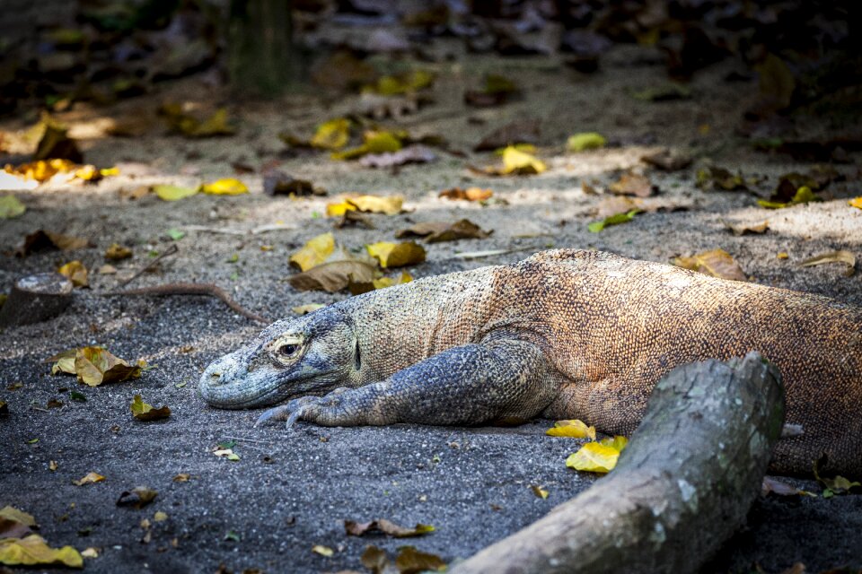 Reptile giant lizard lizard