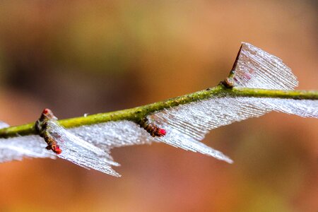 Cold winter nature