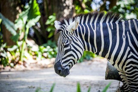 Black and white striped africa zebra stripes photo