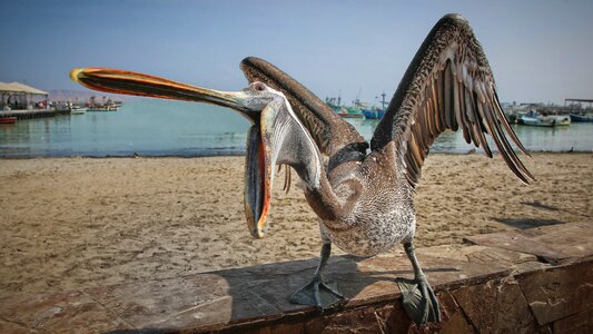 A hungry seabirds the sea panic