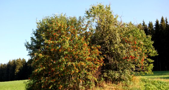 DSC05905 