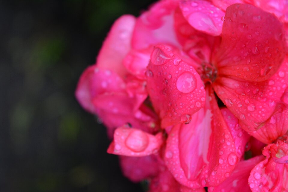Nature rain drop