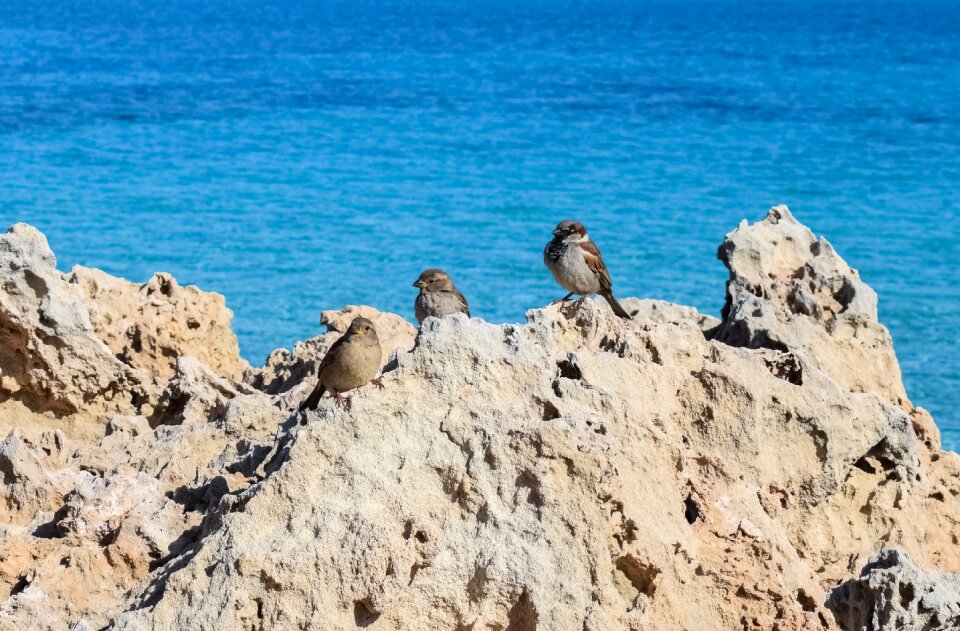 Bird wildlife animal