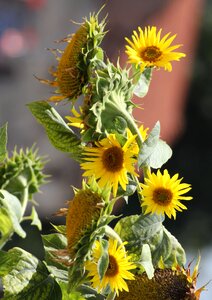 Sunflower flower yellow