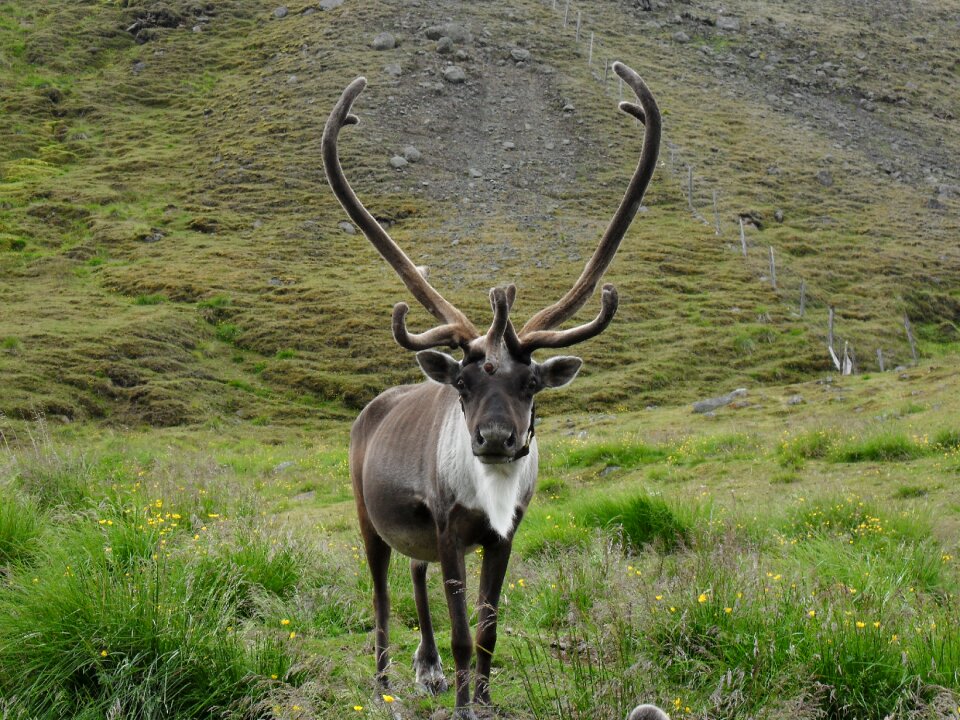 Iceland antler ungulate