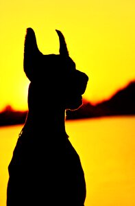 Fejkép dog sunrise