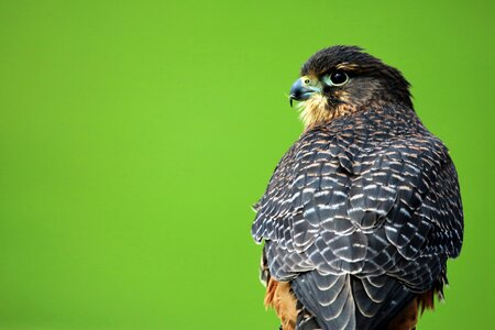 Bird beak falcon photo