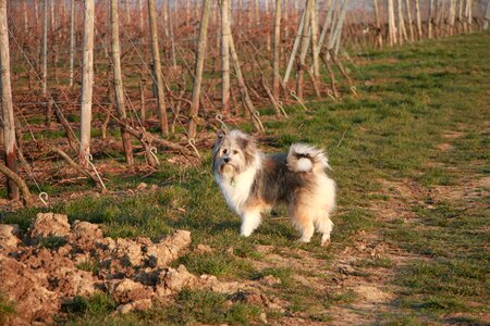 Field outdoors vineyard