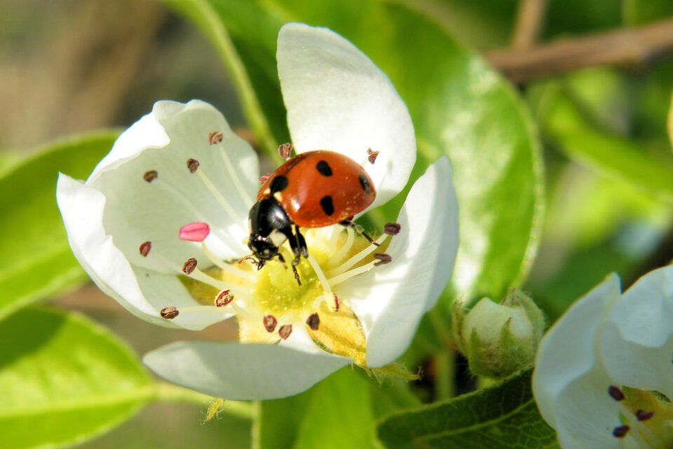 Beetle spring flowering twig