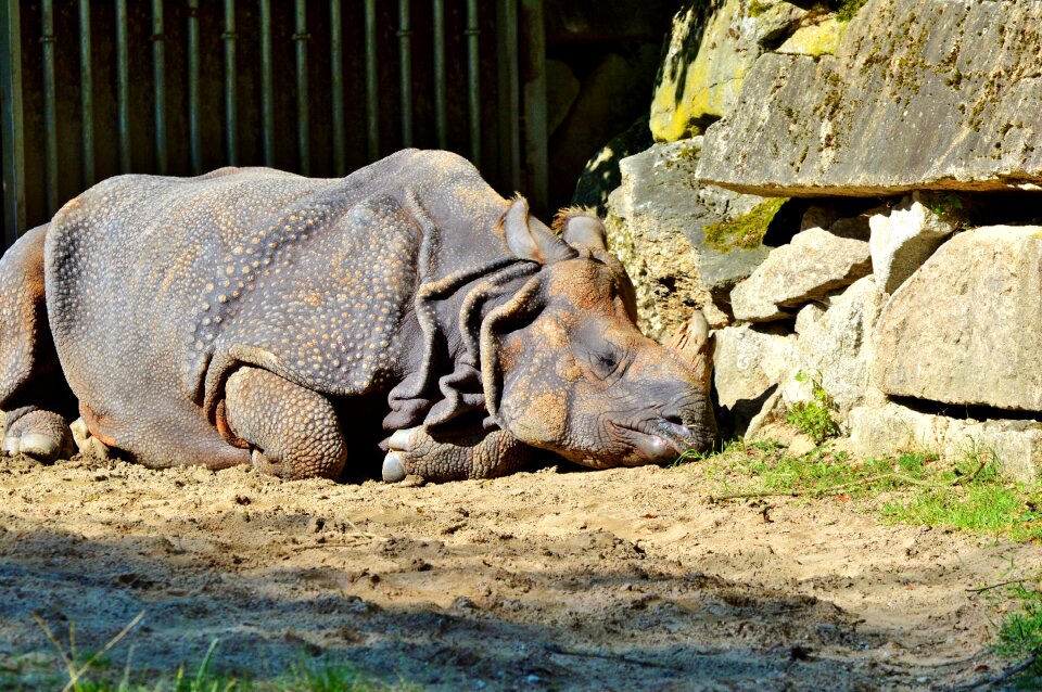 Big game zoo animal world