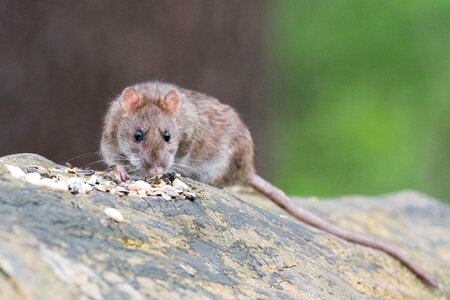 Rat nager food
