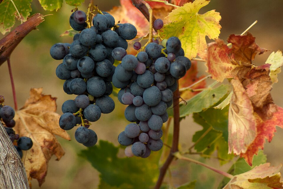 Harvest vineyard bunch of grapes