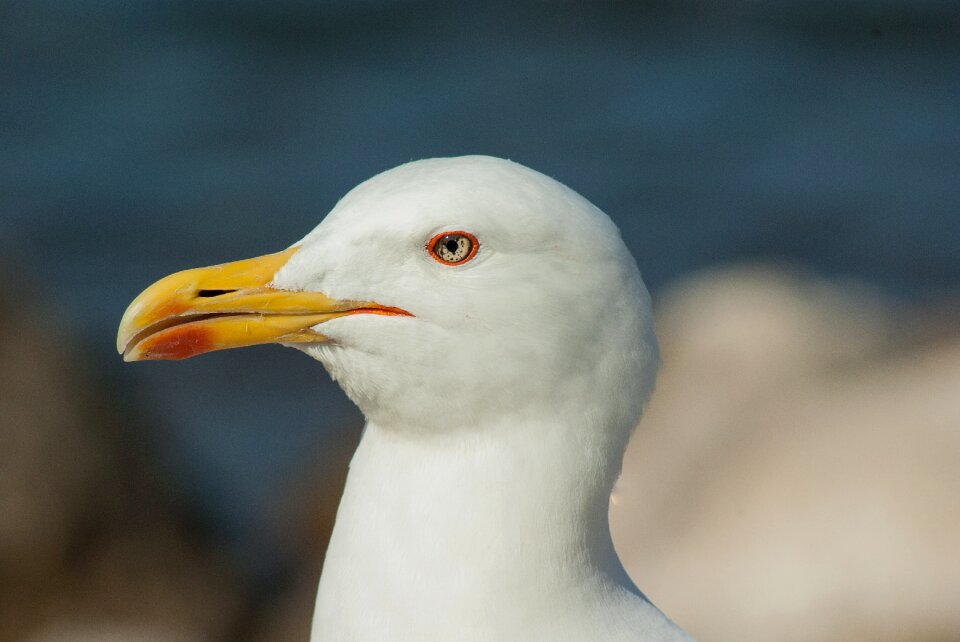 Seagull beak sea ​​bird