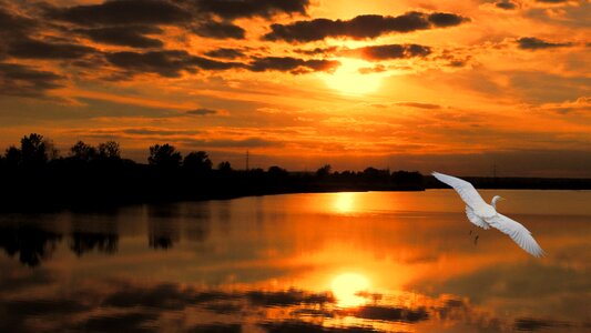 Little egret egret twilight