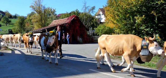 DSC09052 