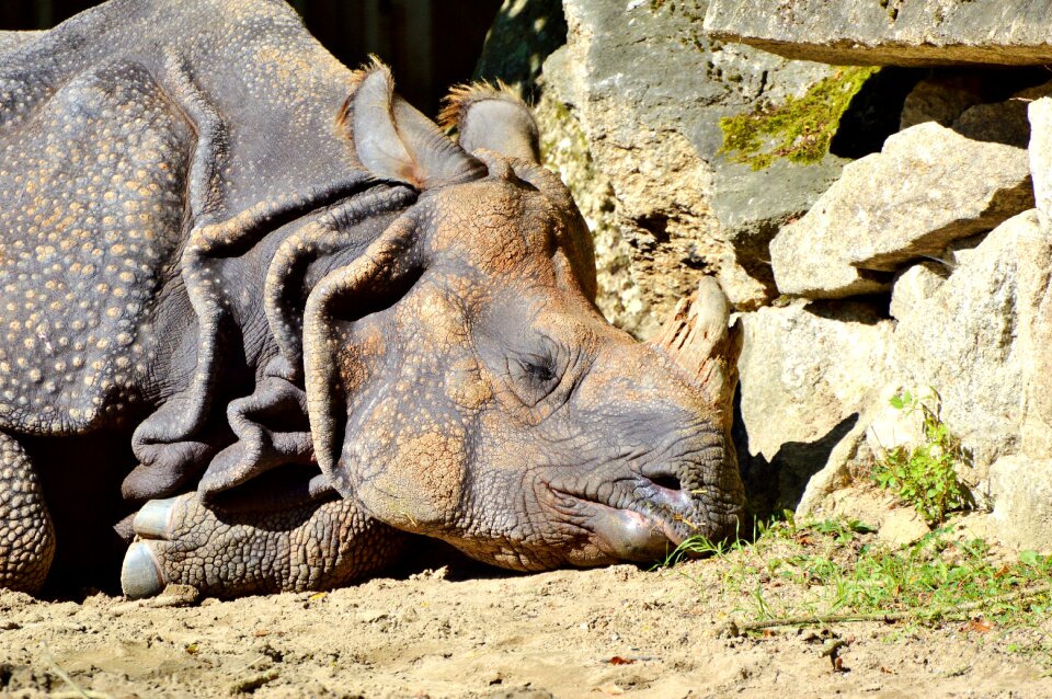 Big game zoo animal world