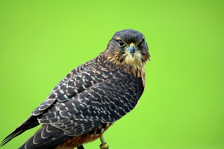 Bird beak falcon photo