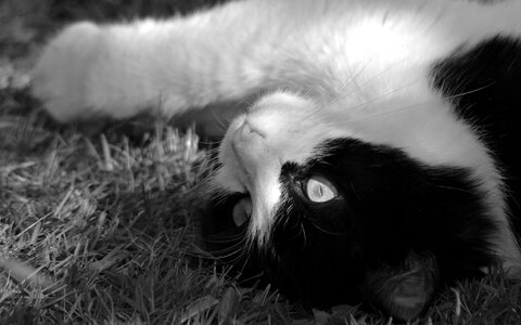 Kitten black white