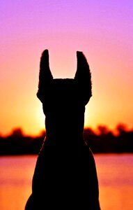 Fejkép dog sunrise photo