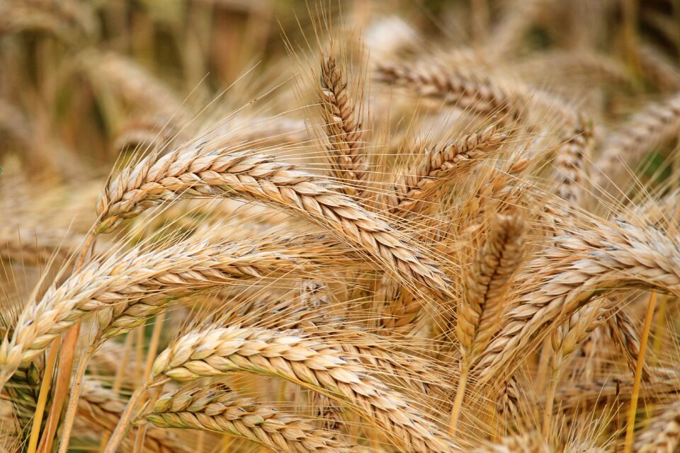 Barley field nature field