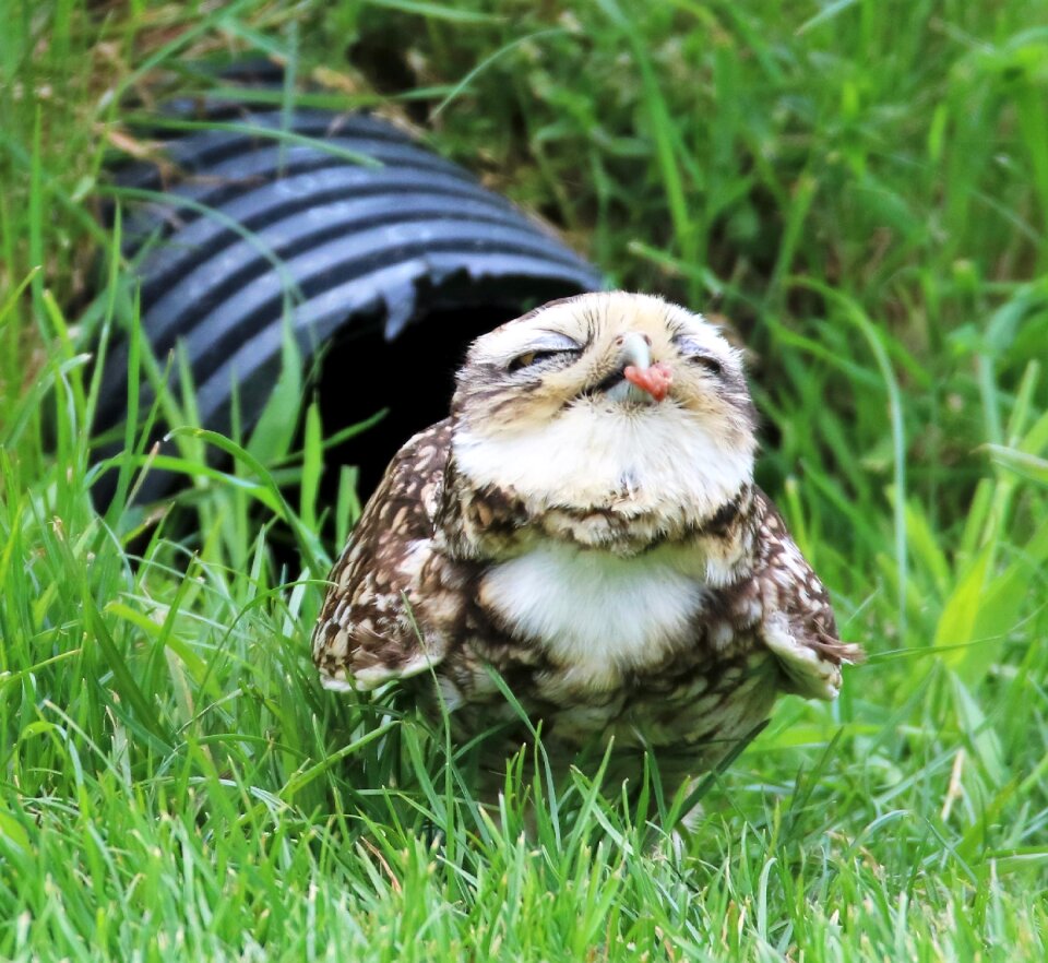 Burrowing wildlife small