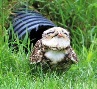 Burrowing wildlife small
