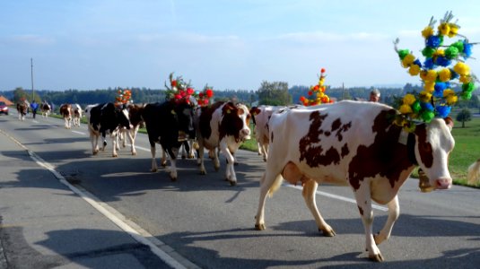 DSC08099 