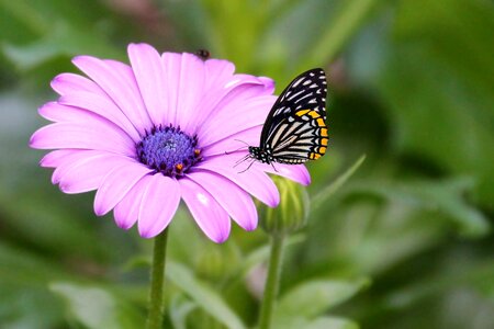 Bloom butterfly pink photo