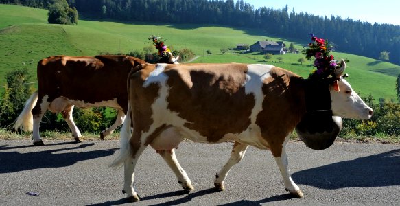 DSC08732 